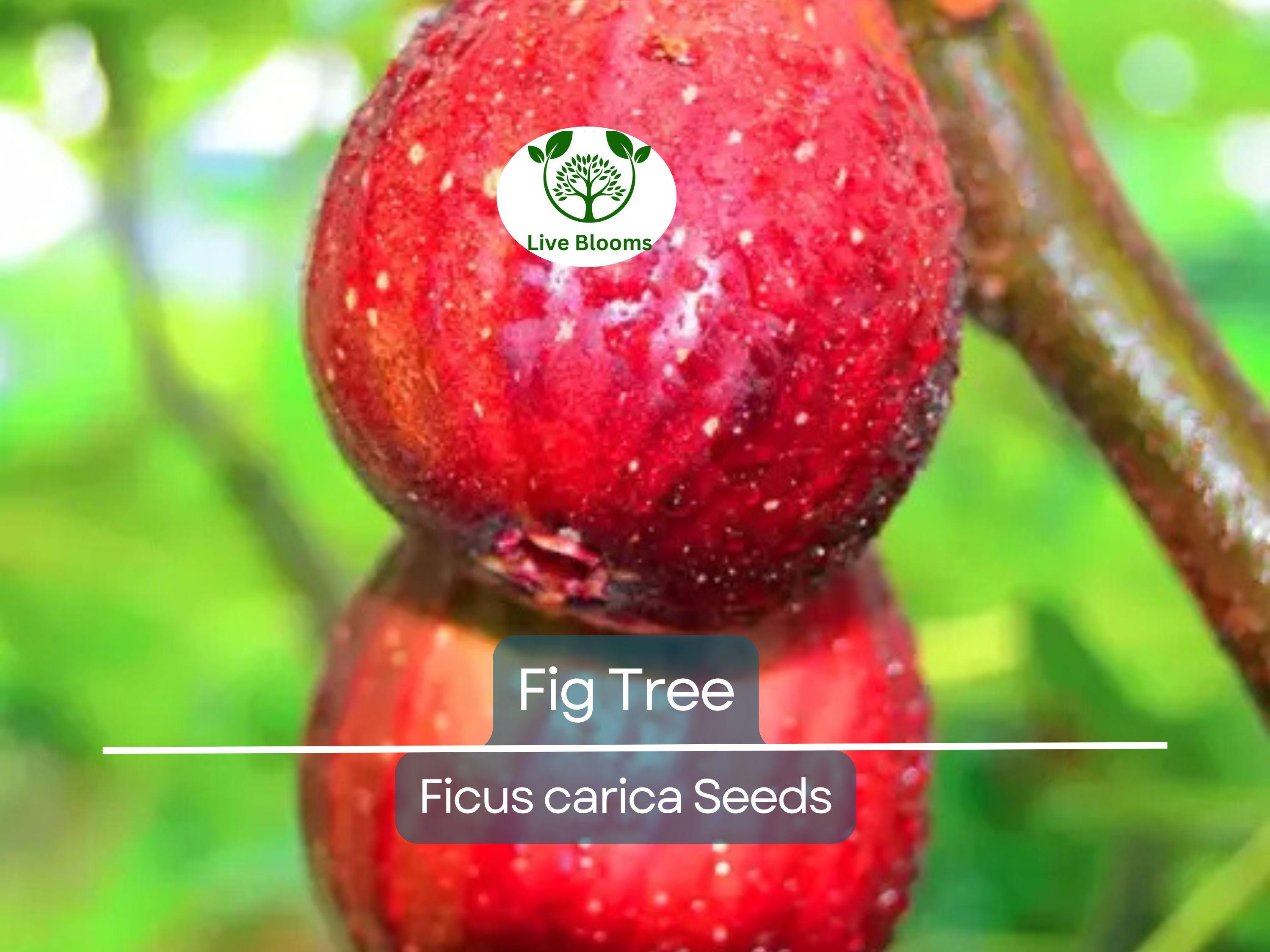 40 Fig Tree Seeds | Ficus carica, Sweet Fruit Shrub, Non-GMO, Easy to Grow, Edible Figs for Garden, Jams & Preserves, Hardy Plant