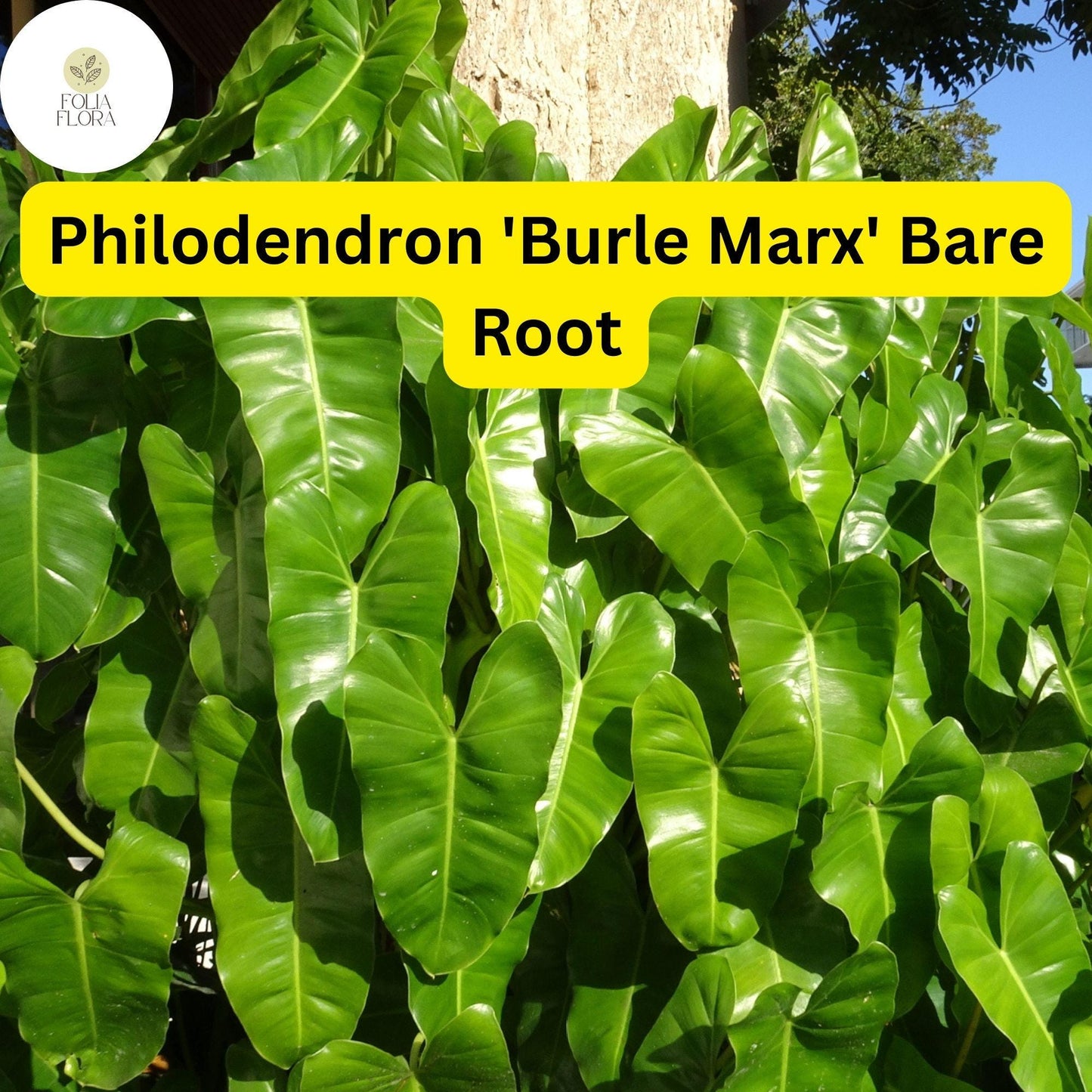 1 Philodendron 'Burle Marx' Live Rooted Plant, Bare Root, Tropical Indoor Houseplant, Easy to Grow
