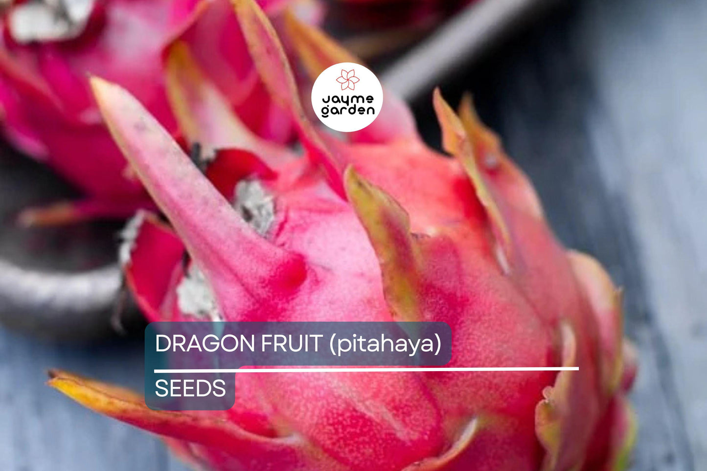25 Seeds White Dragon Fruit Plant | Pitahaya (Hylocereus Undatus) | Edible Cactus Pitaya Plant for Indoor & Outdoor Gardens