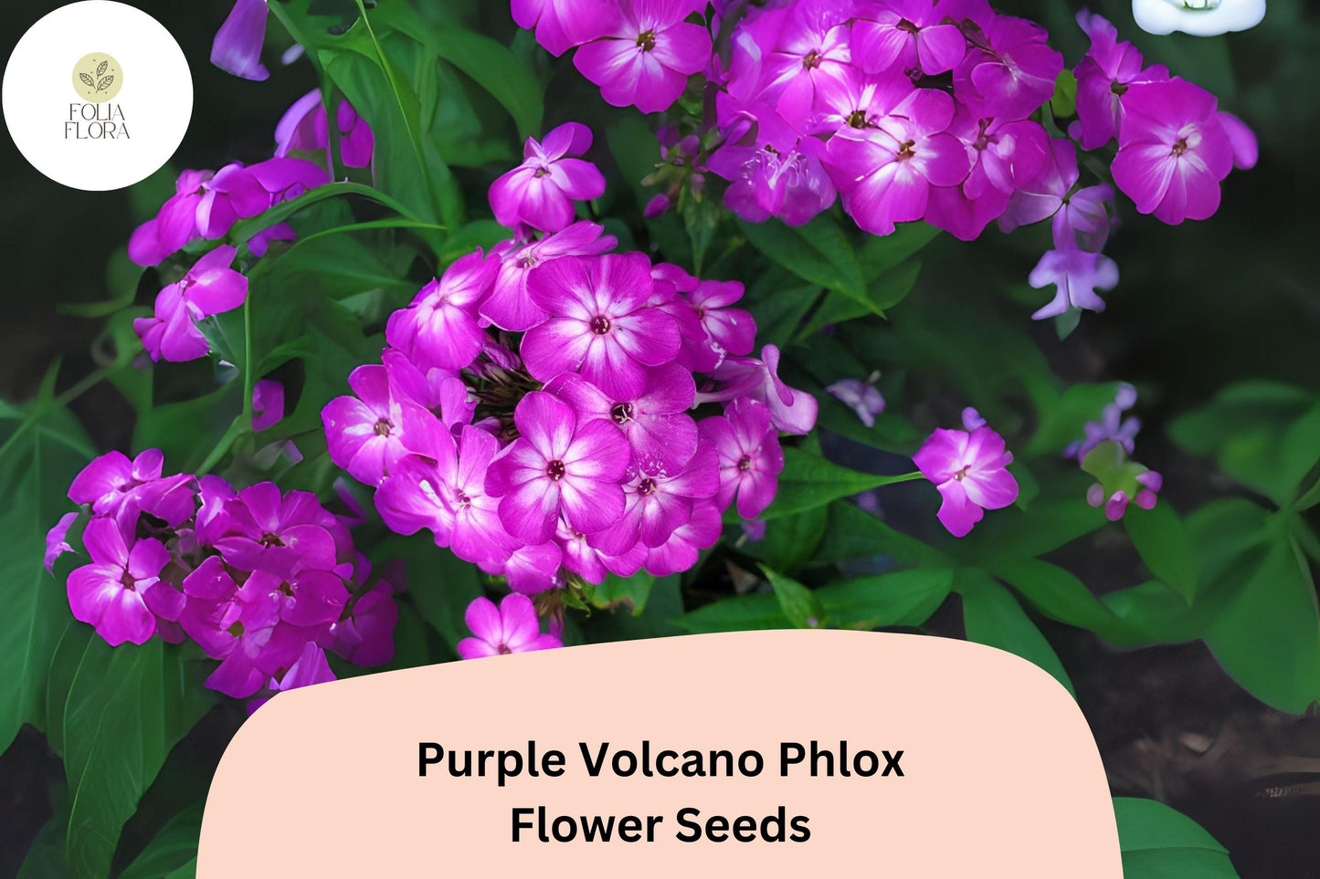 100+ Purple Volcano Phlox Seeds for Planting | Phlox drummondii Annual Flower Seeds | Deep Purple Blooms for Beds & Containers