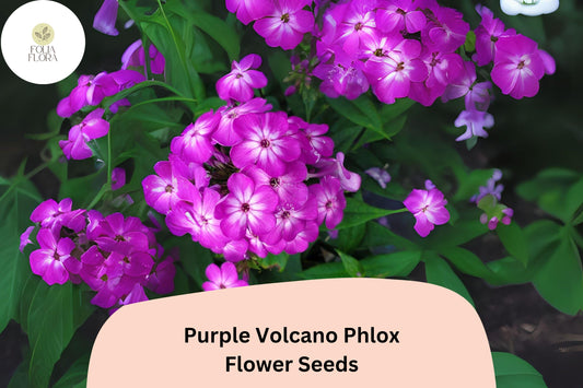 100+ Purple Volcano Phlox Seeds for Planting | Phlox drummondii Annual Flower Seeds | Deep Purple Blooms for Beds & Containers