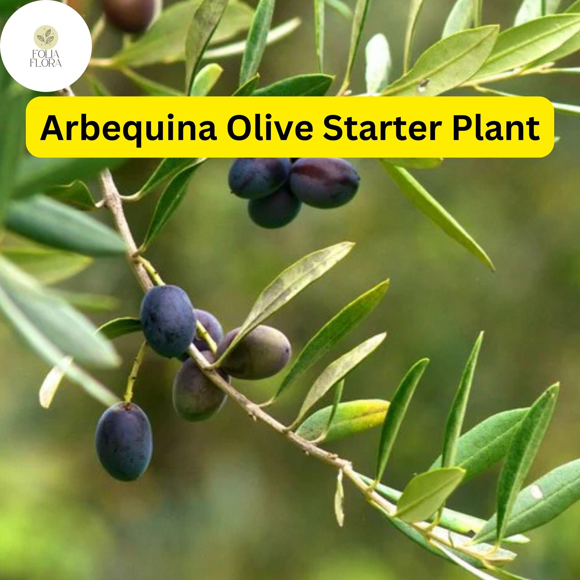 1 Arbequina Olive Tree, Live in 4 Inch Pot, Robust Roots, 10-15 Inches Tall, Hardy Edible Tree