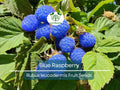 50 Blue Raspberry Bush Seeds for Sweet, Edible Berry Fruits, Delicious Blue Berries, High Yield, Easy to Grow, Organic, Perfect for Garden
