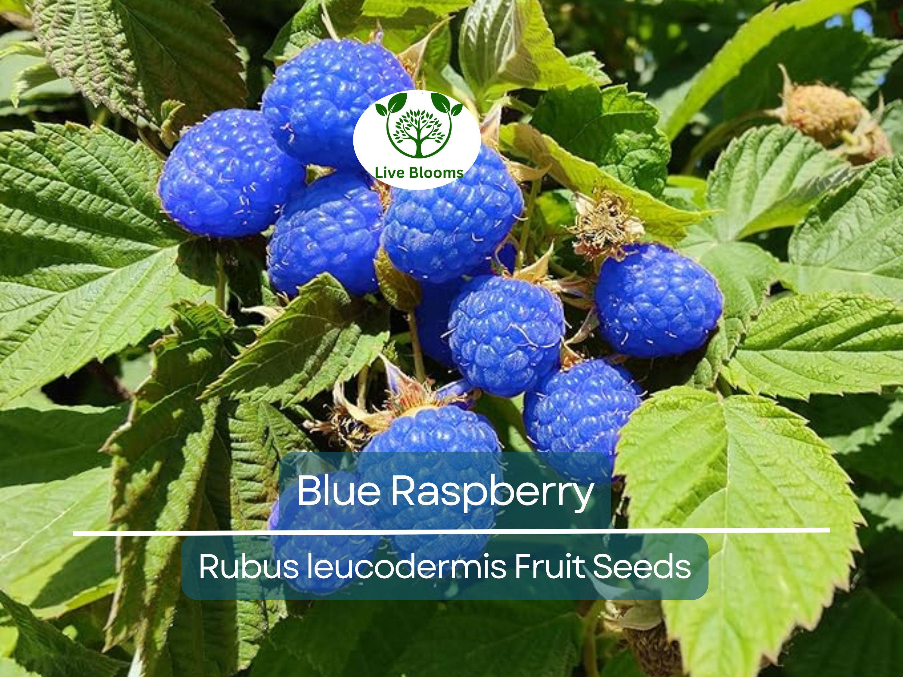 50 Blue Raspberry Bush Seeds for Sweet, Edible Berry Fruits, Delicious Blue Berries, High Yield, Easy to Grow, Organic, Perfect for Garden