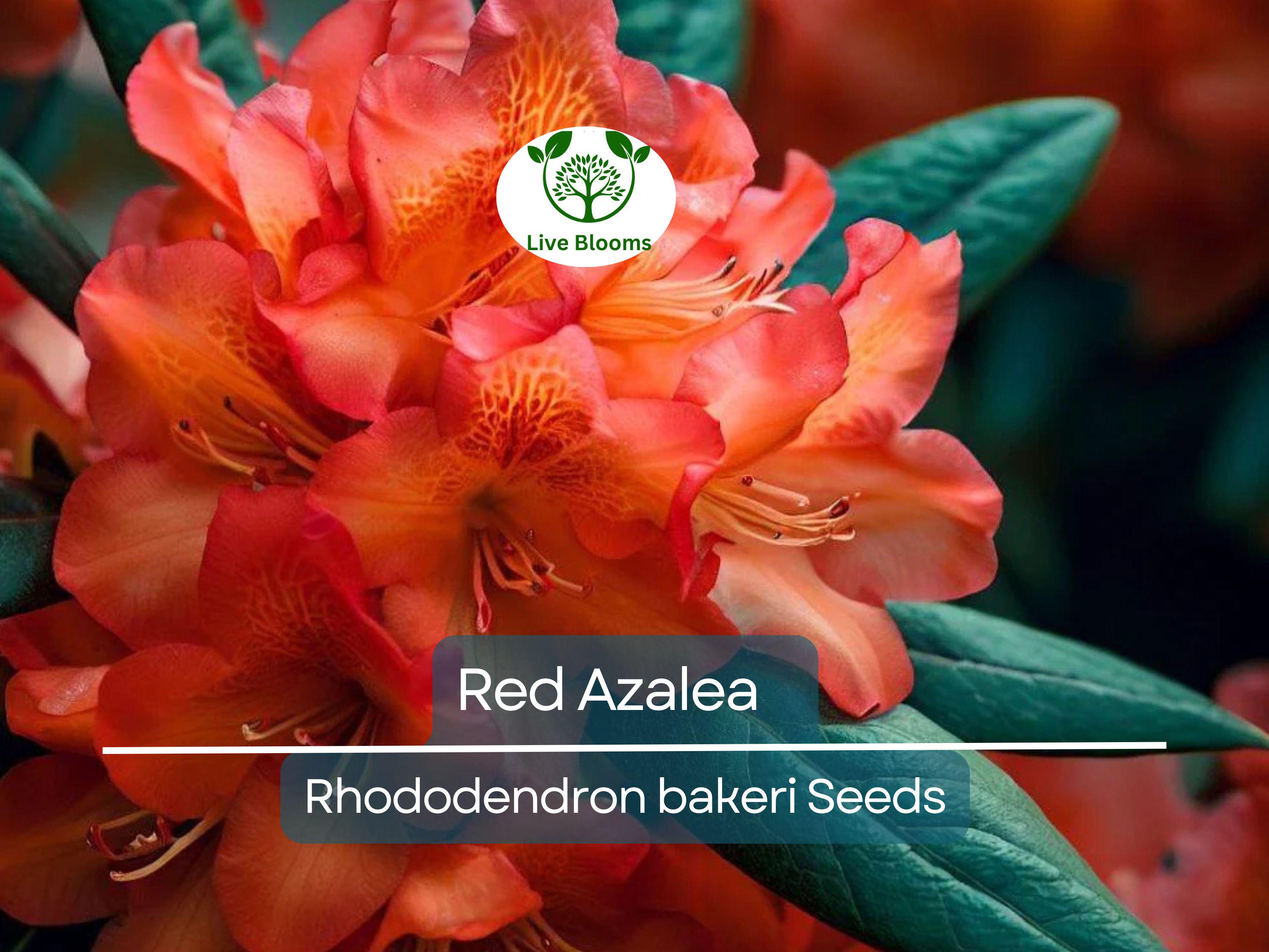 50 Red Azalea Seeds (Rhododendron bakeri) | Cumerland Azalea Flowering Bush | Bright Red Blooms, Hardy, Perfect for Landscaping & Gardens