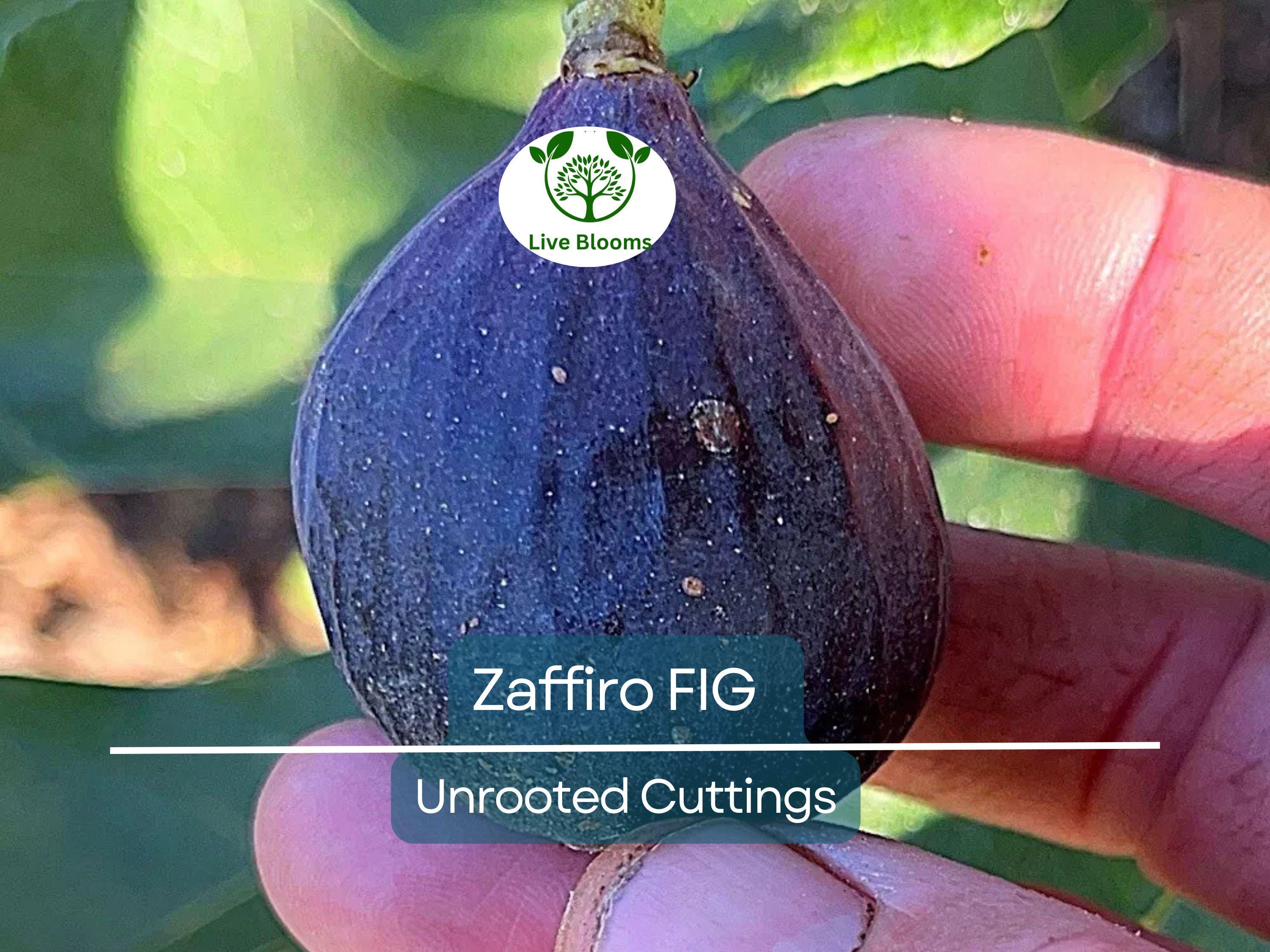1 Zaffiro Fig Tree 6-8” (Ficus carica) - Premium Fresh Edible Figs, Great for Home Gardens
