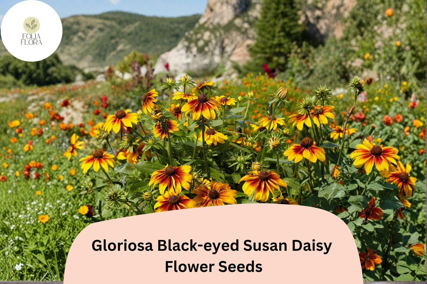 200+ Gloriosa Black-eyed Susan Daisy Seeds | Rudbeckia hirta | Yellow & Red Blooms | Pollinator Garden