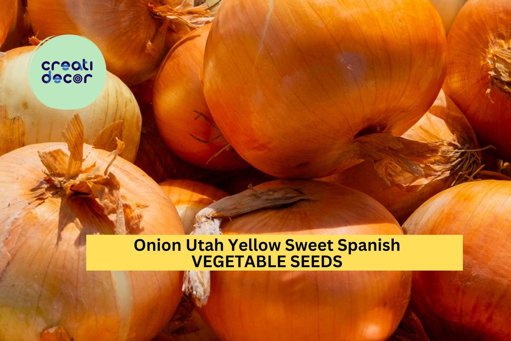 3pcs of 250mg Utah Yellow Sweet Spanish Onion Seeds – Mild, Flavorful, Large Bulbs – Easy Home Garden Seeds for Planting
