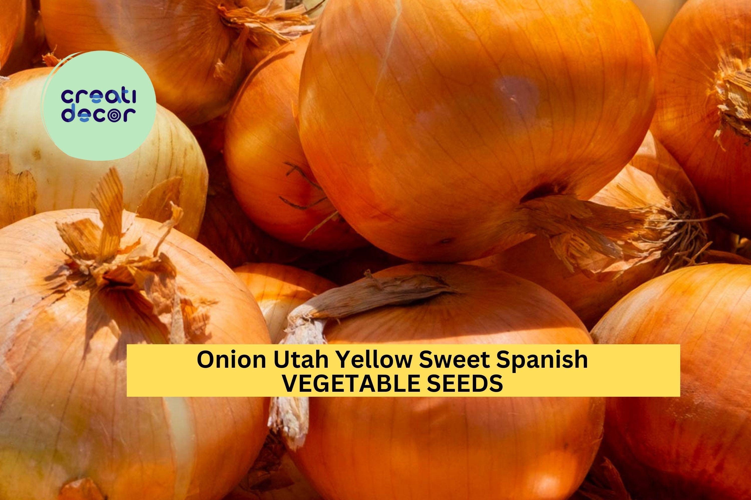3pcs of 250mg Utah Yellow Sweet Spanish Onion Seeds – Mild, Flavorful, Large Bulbs – Easy Home Garden Seeds for Planting