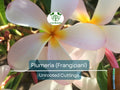 1 Plumeria Unrooted Cutting 10"-11" Frangipani | Tropical Flowering Plant for Garden, Exotic Plumeria Rubra, Fragrant White & Pink Blooms