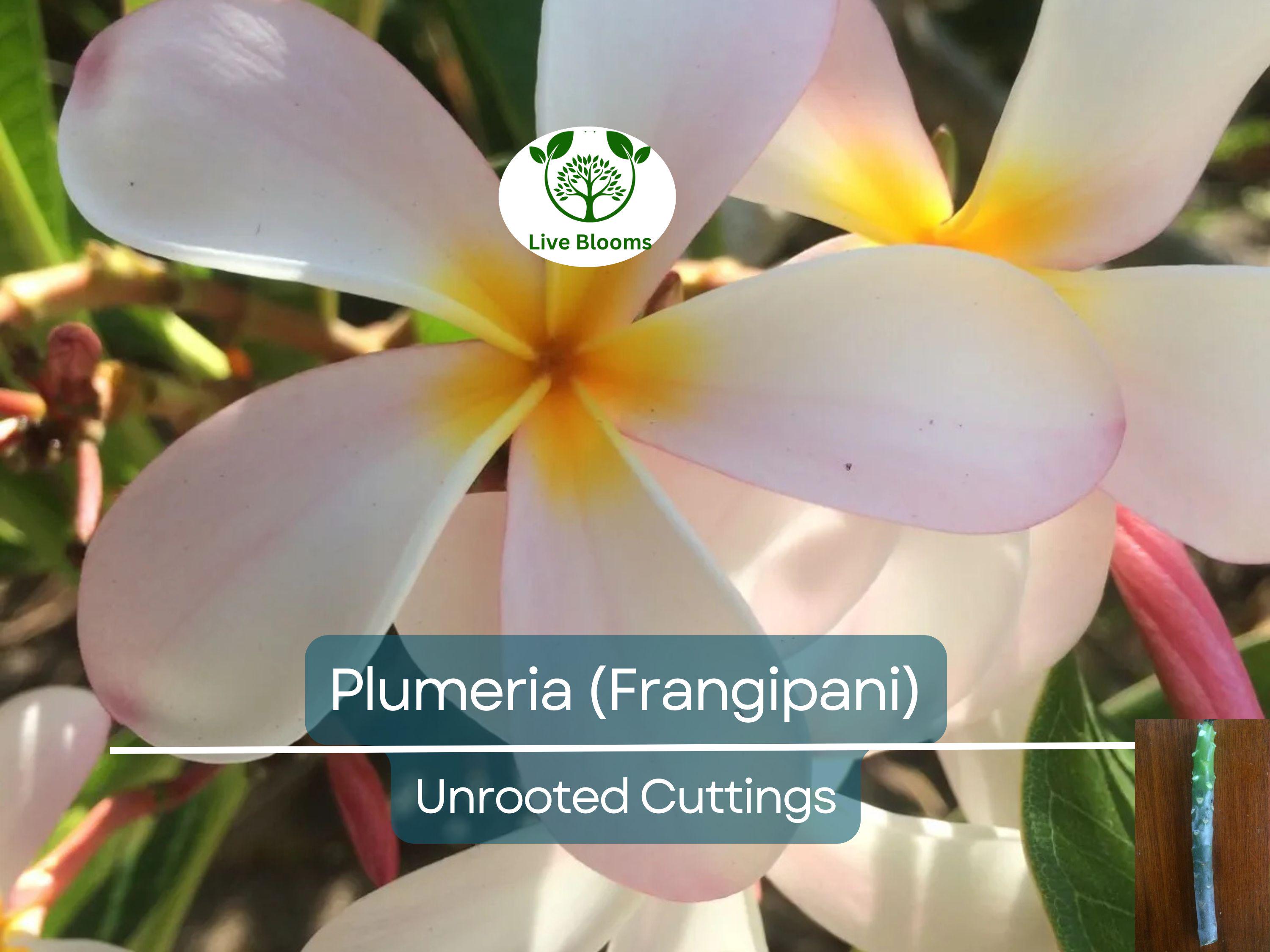 1 Plumeria Unrooted Cutting 10"-11" Frangipani | Tropical Flowering Plant for Garden, Exotic Plumeria Rubra, Fragrant White & Pink Blooms