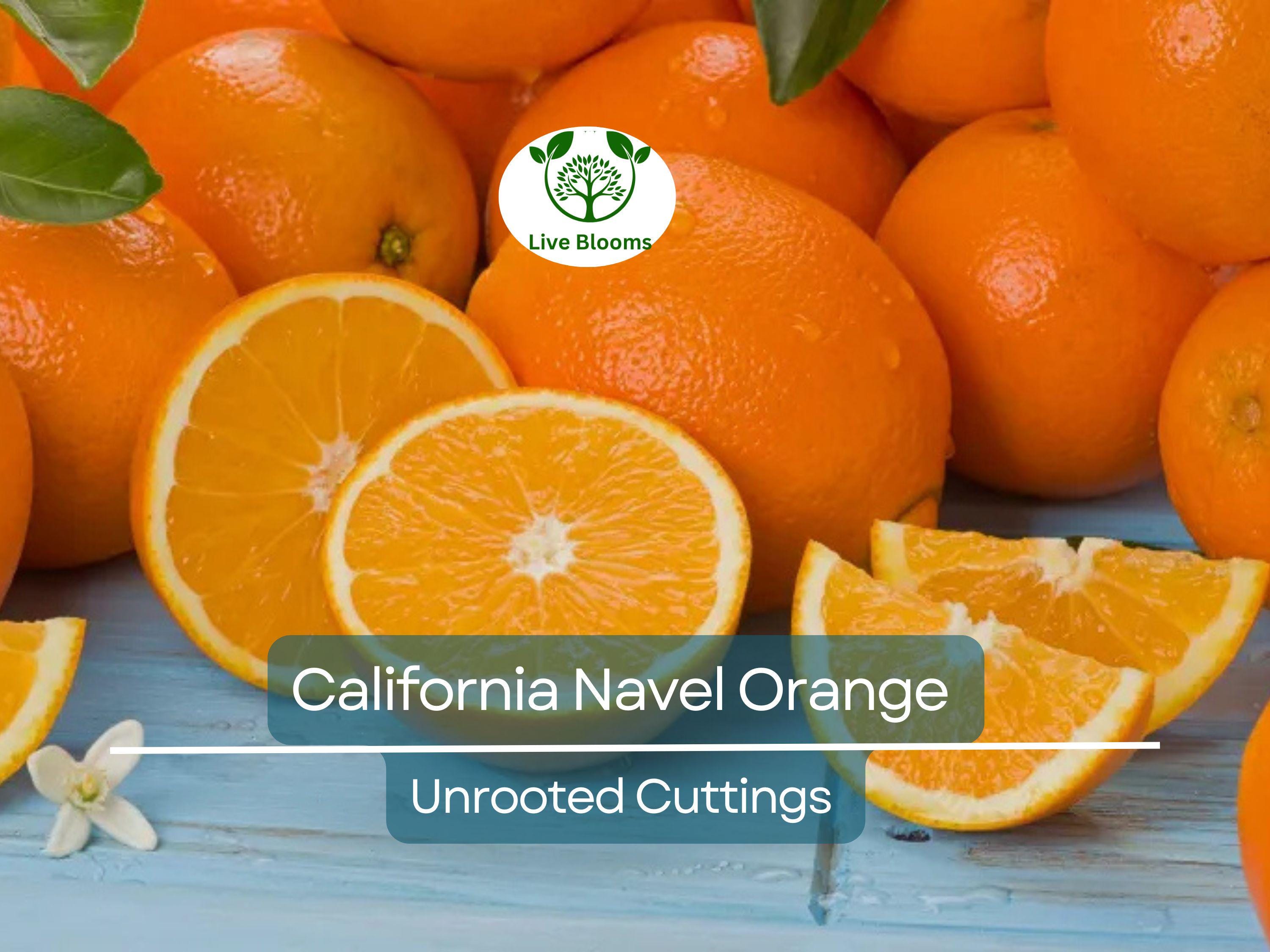 5pcs CALIFORNIA NAVEL ORANGE Unrooted Cuttings – Citrus sinensis, Sweet Orange Tree for Propagation
