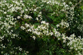 Clematis virginiana – Flowering Plant 50 Seeds | Native Clematis Vine | Fragrant White Flowers | Pollinator Favorite