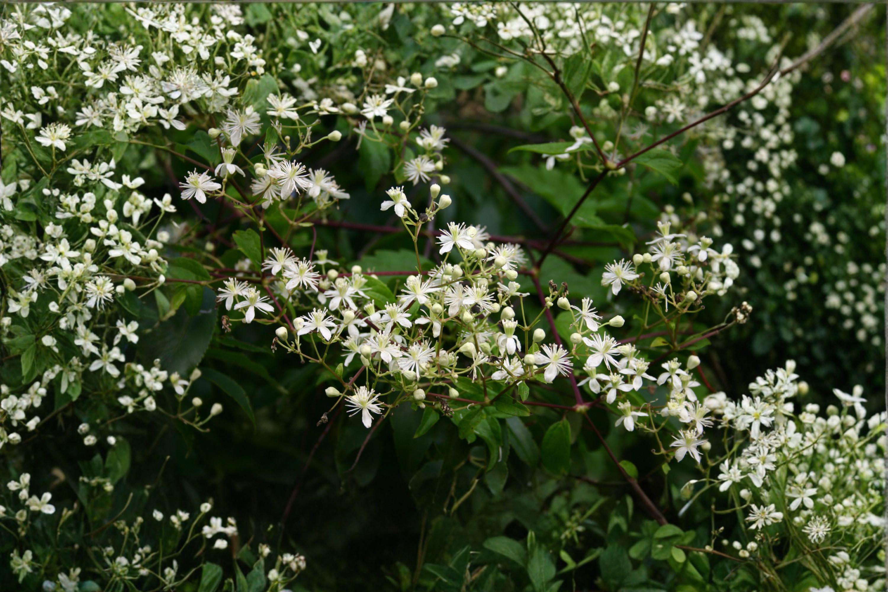 Clematis virginiana – Flowering Plant 50 Seeds | Native Clematis Vine | Fragrant White Flowers | Pollinator Favorite