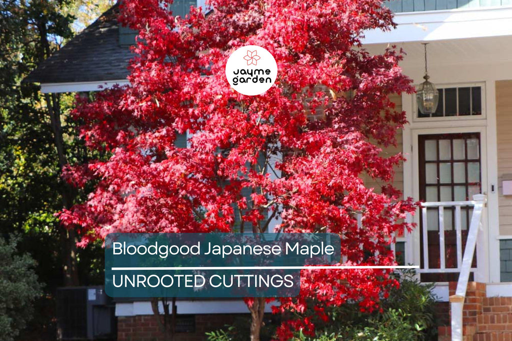 5 Bloodgood Japanese Maple Tree Cuttings | Live Unrooted | Perfect for Rooting or Grafting | Fresh Cuttings 5-12 Inches Long