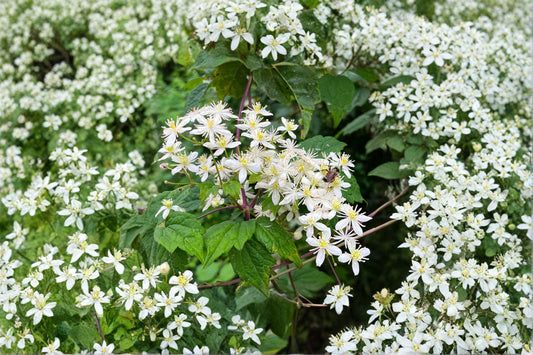 Virgin’s Bower – Clematis virginiana 50 Seeds | Native Climbing Vine | Open-Pollinated