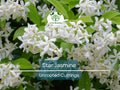 7 Jasminoides Trachelospermum Star Jasmine Cuttings, 6" Unrooted, Fragrant Flowering Plant, Perfect for Vines & Gardens, Easy to Grow