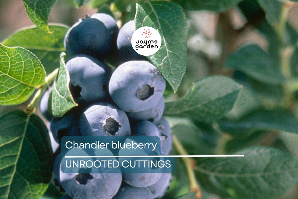 Blueberry Cuttings (10) – 6-10" Elizabeth & Chandler Hardwood – Easy to Root, High-Yield Northern Highbush Shrubs