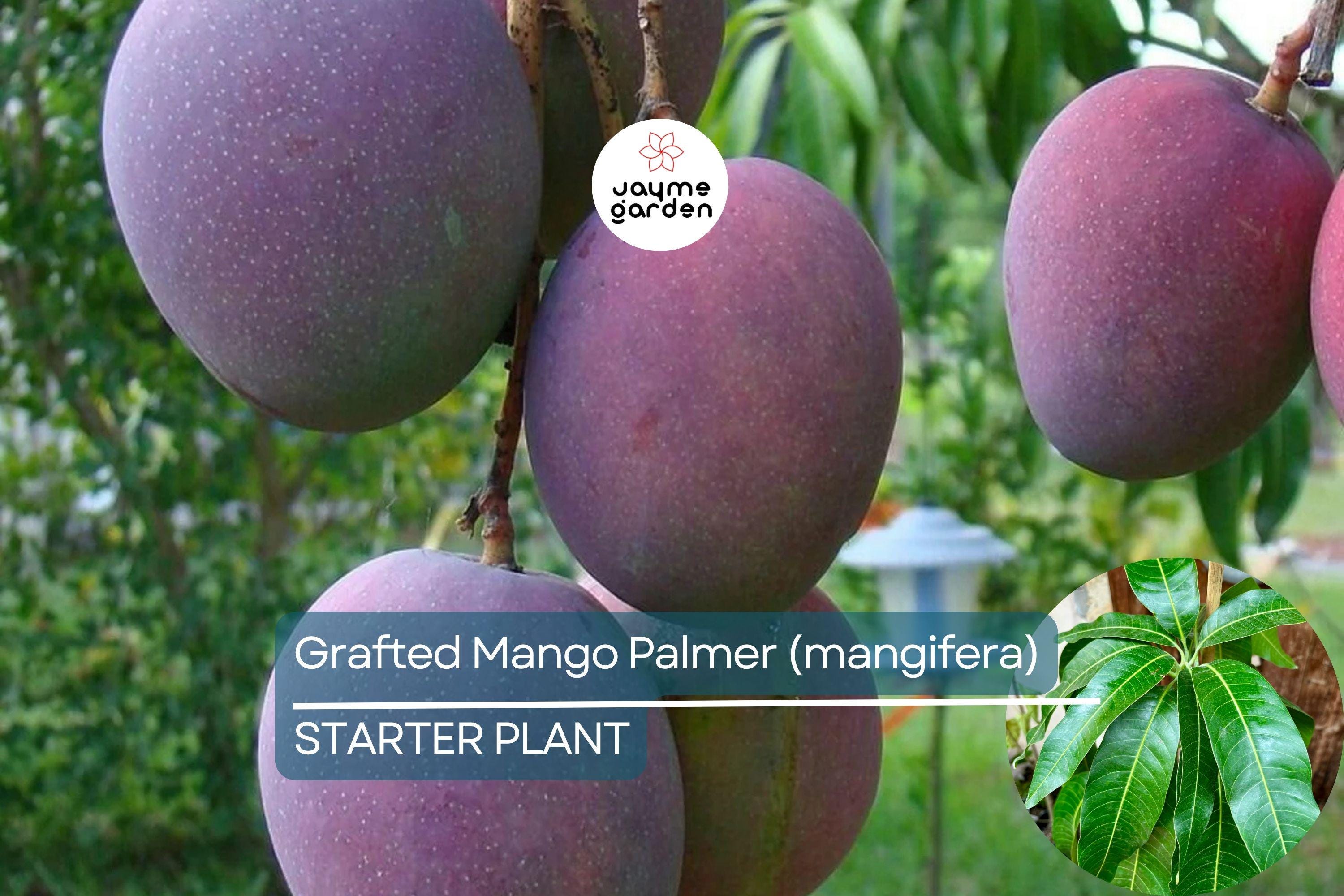 Grafted Palmer Mango Tree (Mangifera) Starter 3’-4’ - Large Juicy Fruit, Tropical Garden Beauty