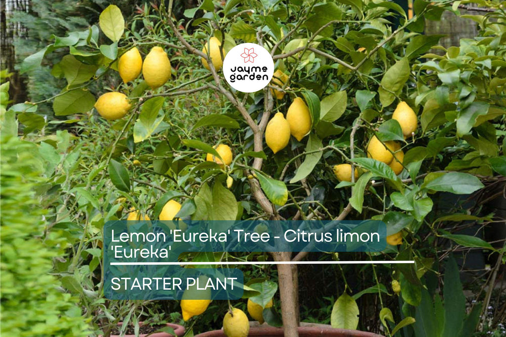 Lemon 'Eureka' Tree Seedling | 3–8" Tall | Citrus limon | Free Shipping | Indoor & Outdoor