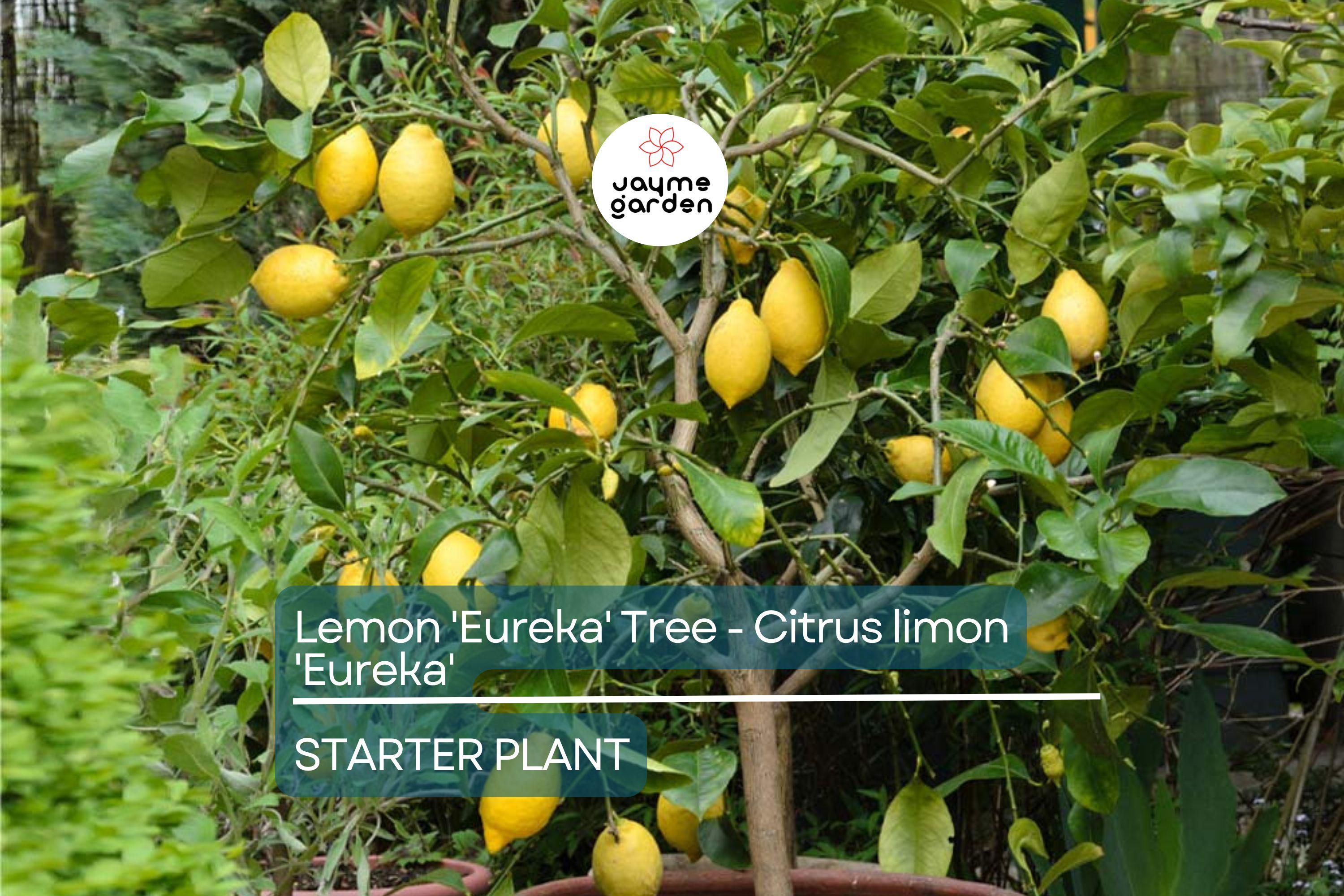 Lemon 'Eureka' Tree Seedling | 3–8" Tall | Citrus limon | Free Shipping | Indoor & Outdoor