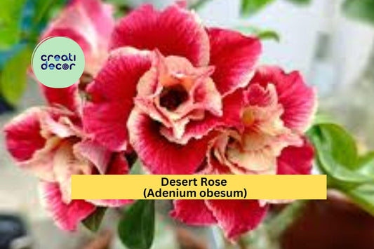 Desert Rose Plant | Adenium obesum Rooted Seedling | 4–6 Inch Live Starter for Bonsai, Patio, or Tropical Garden