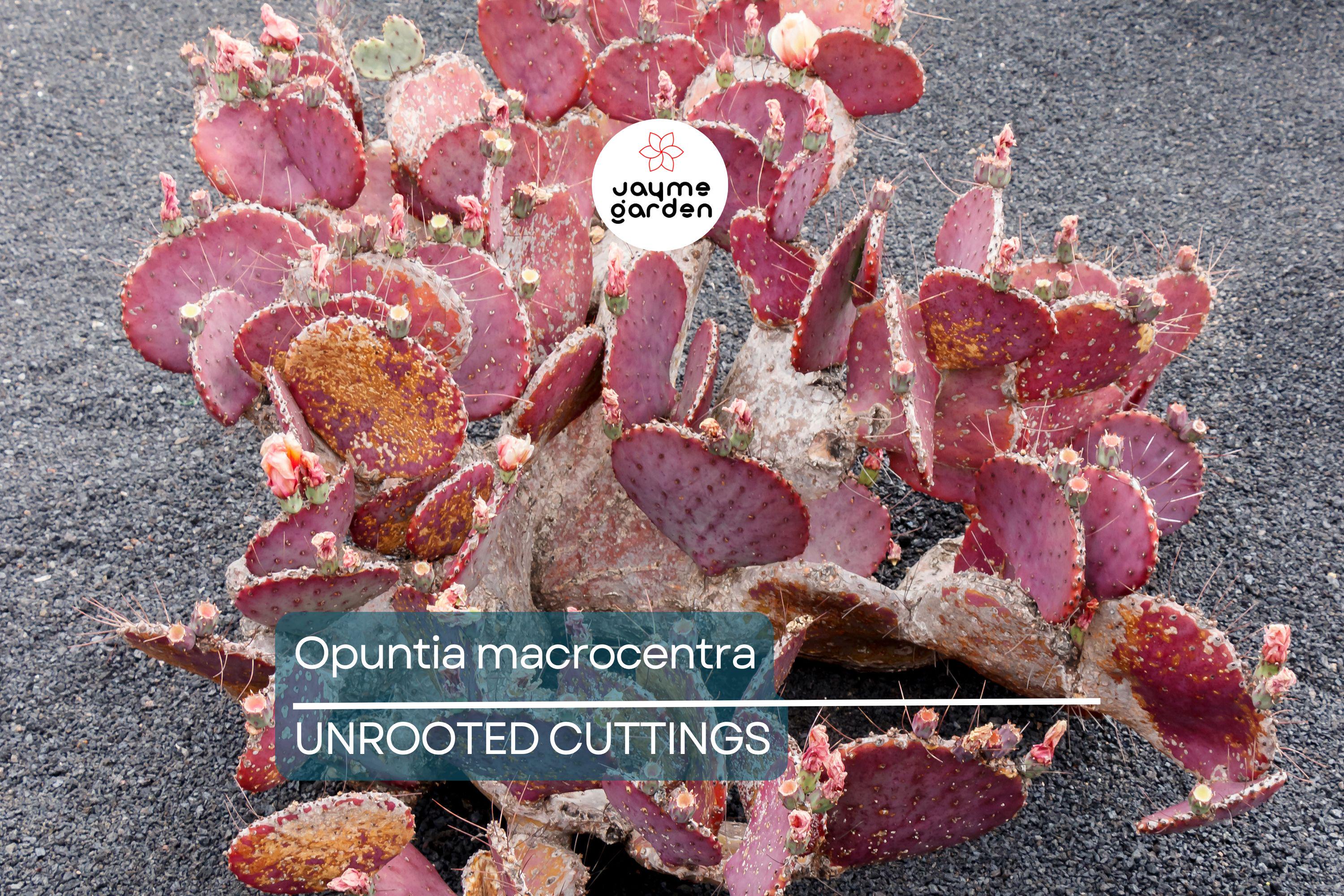 Opuntia Macrocentra Prickly Pear Cutting (5"+) | Purple Cactus with Black Spines | Cold Hardy | Unrooted Starter