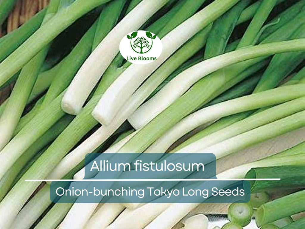 250 Seeds Onion Bunching Tokyo Long for Planting (Allium fistulosum) - Sweet, Mild Green Onions for Home Gardens, Ideal for Spring & Fall