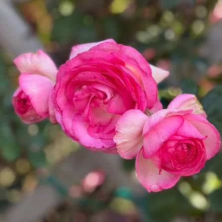 Pretty in Pink Eden Climber Live Rose Plant – 5" Tall – Own-Rooted – Zones 5–10