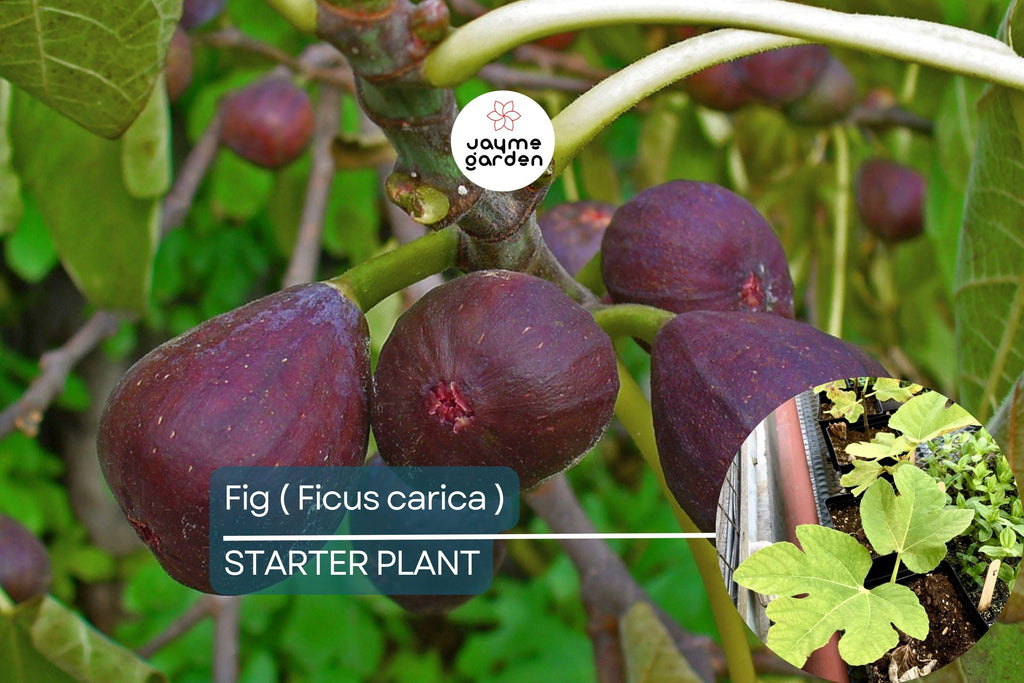 1 Ficus Fig Tree Starter Plant (Ficus carica) Live Tropical Fruit Tree | Sweet & Nutritious Figs | Perfect for Gardens and Patios