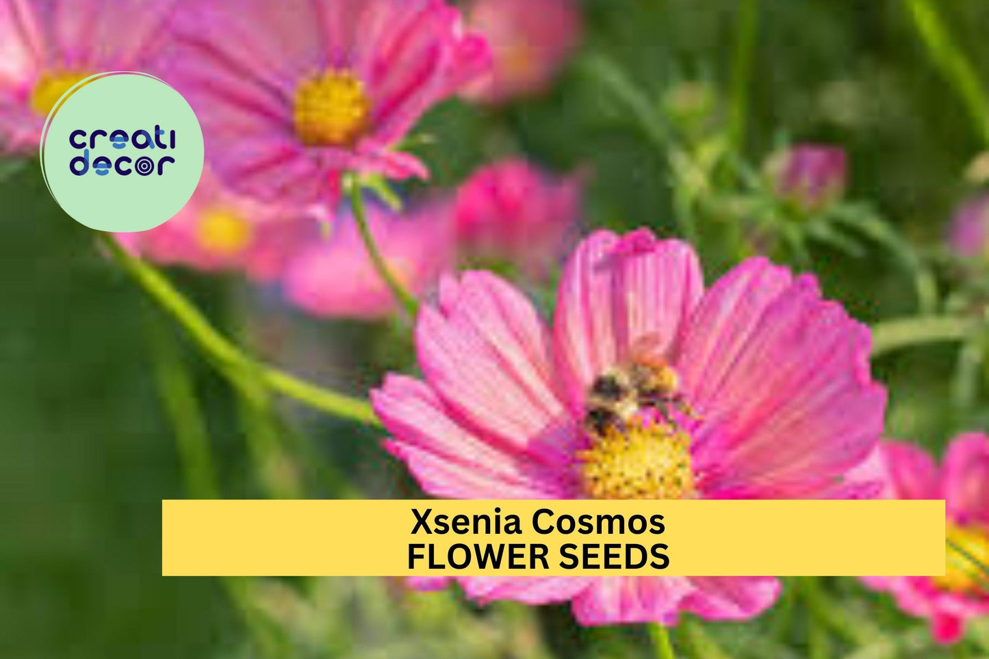 200+ Xsenia Cosmos Seeds – Iridescent Pink-Orange Blooms for Garden Planting, Compact Plants for Beds, Borders & Pollinators – USA