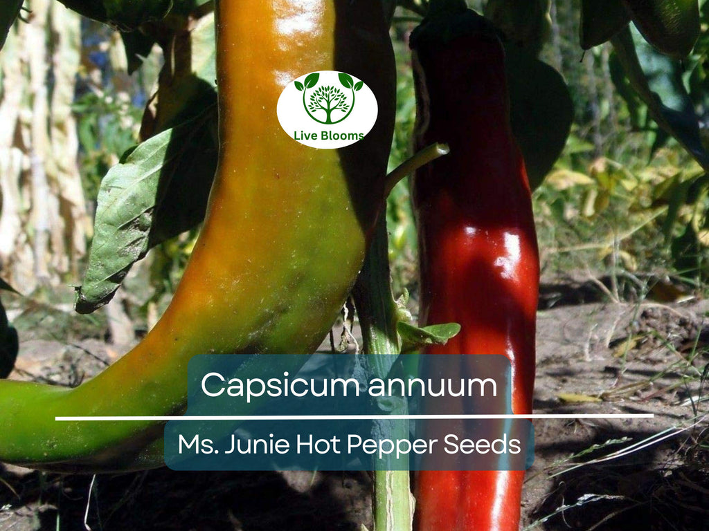250 mg Seeds Ms. Junie Hot Pepper – Capsicum annuum | Unique Heirloom Chili for Planting, Gardening & Bold Spicy Harvest