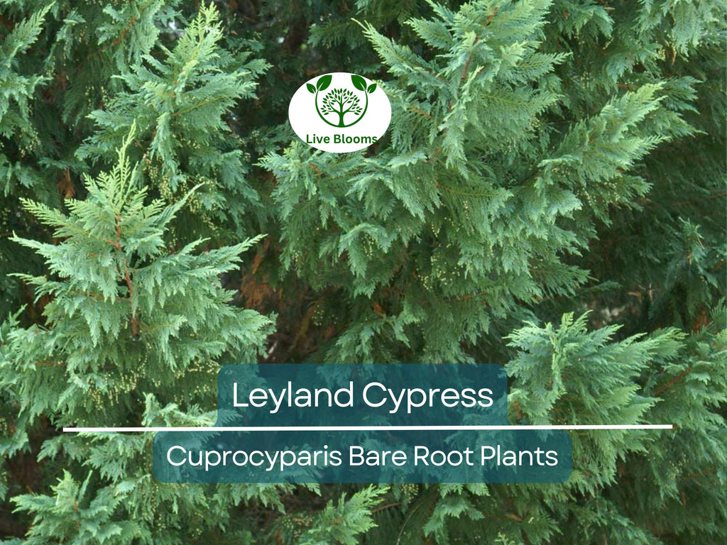 5 Leyland Cypress Trees – Bare Root Evergreen Starter Plants – Fast-Growing Landscape Privacy Screen or Windbreak