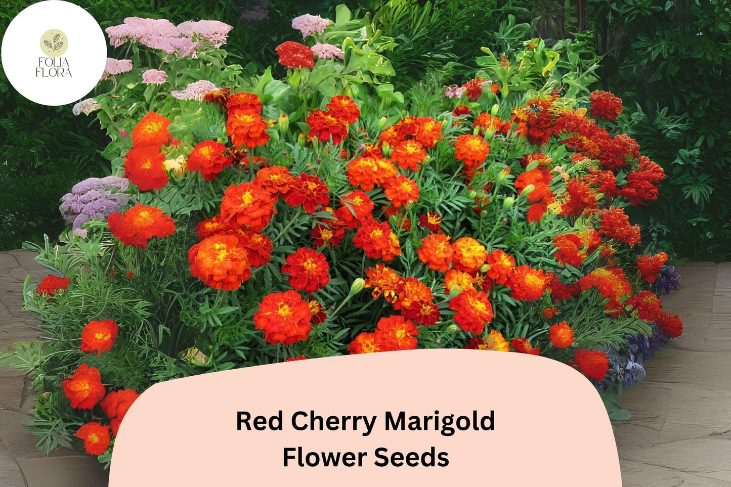 25+ Red Cherry Marigold Seeds | Tagetes patula | Bright Red French Marigold Flowers | Annual Garden Blooms | Easy to Grow Seeds