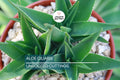 Aloe ciliaris (Climbing Aloe) Starter Cutting - 4" Succulent from South Africa, Easy to Root