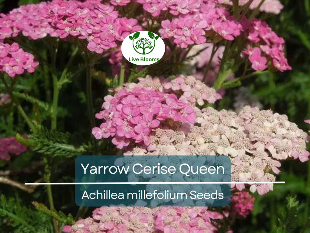 500 Seeds Yarrow Cerise Queen, Perennial 36" Cut Flowers, Pollinator Friendly, Non-GMO, Achillea millefolium, Vibrant Pink Blooms