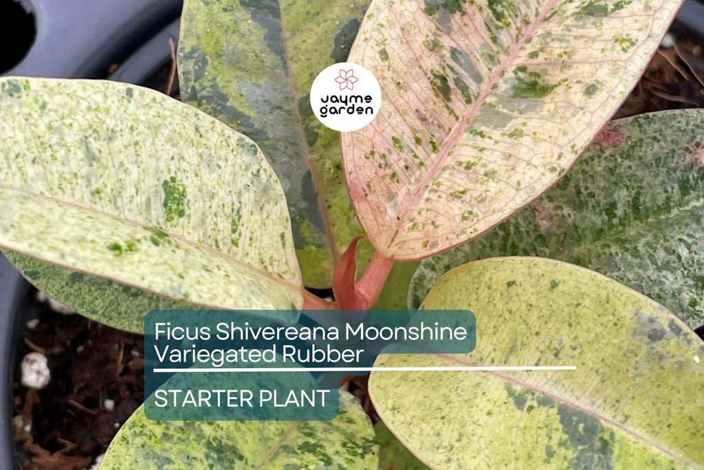Ficus Shivereana Moonshine Starter Plant | Variegated Rubber Plant | Rooted Houseplant | 4" Tall | Tropical Evergreen | Indoor & Outdoor