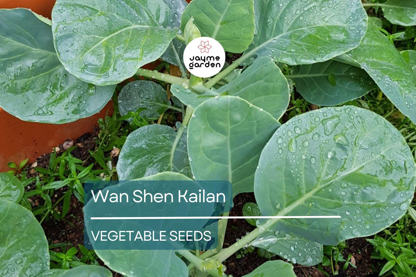 500mg Wan Shen Kailan Seeds - Heirloom Chinese Broccoli - Tender Asian Green for Stir-Fries, Soups, & Salads - Non-GMO Seeds