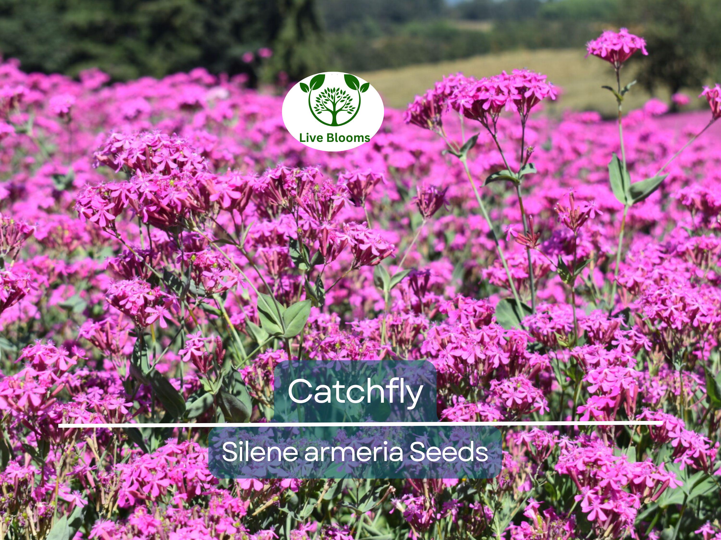 2000 Catchfly Seeds, None-So-Pretty Purple Flowers, Rock Gardens, Pollinators, Butterflies, Silene, Non-GMO, Hardy Perennials