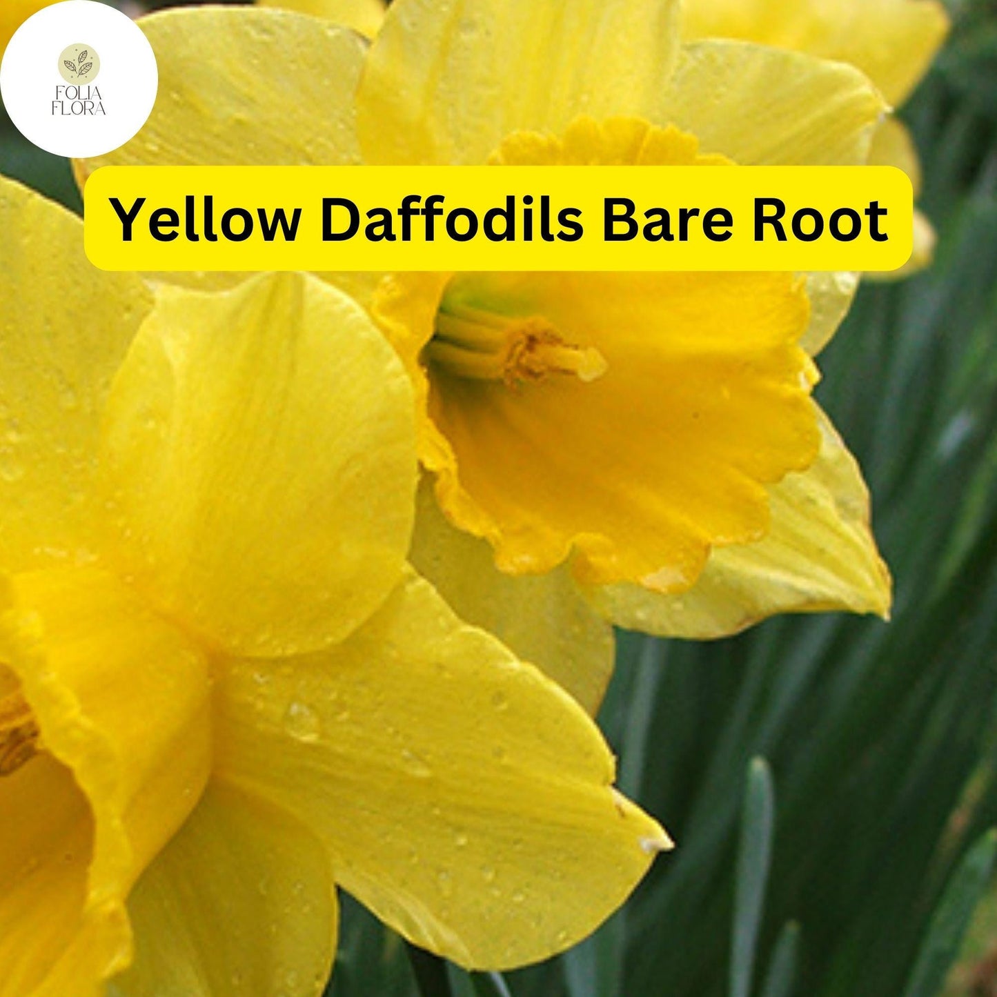 20 Live Perennial Bare Root Plants Yellow Daffodils, Narcissus Bulbs, Bright Spring Flowers