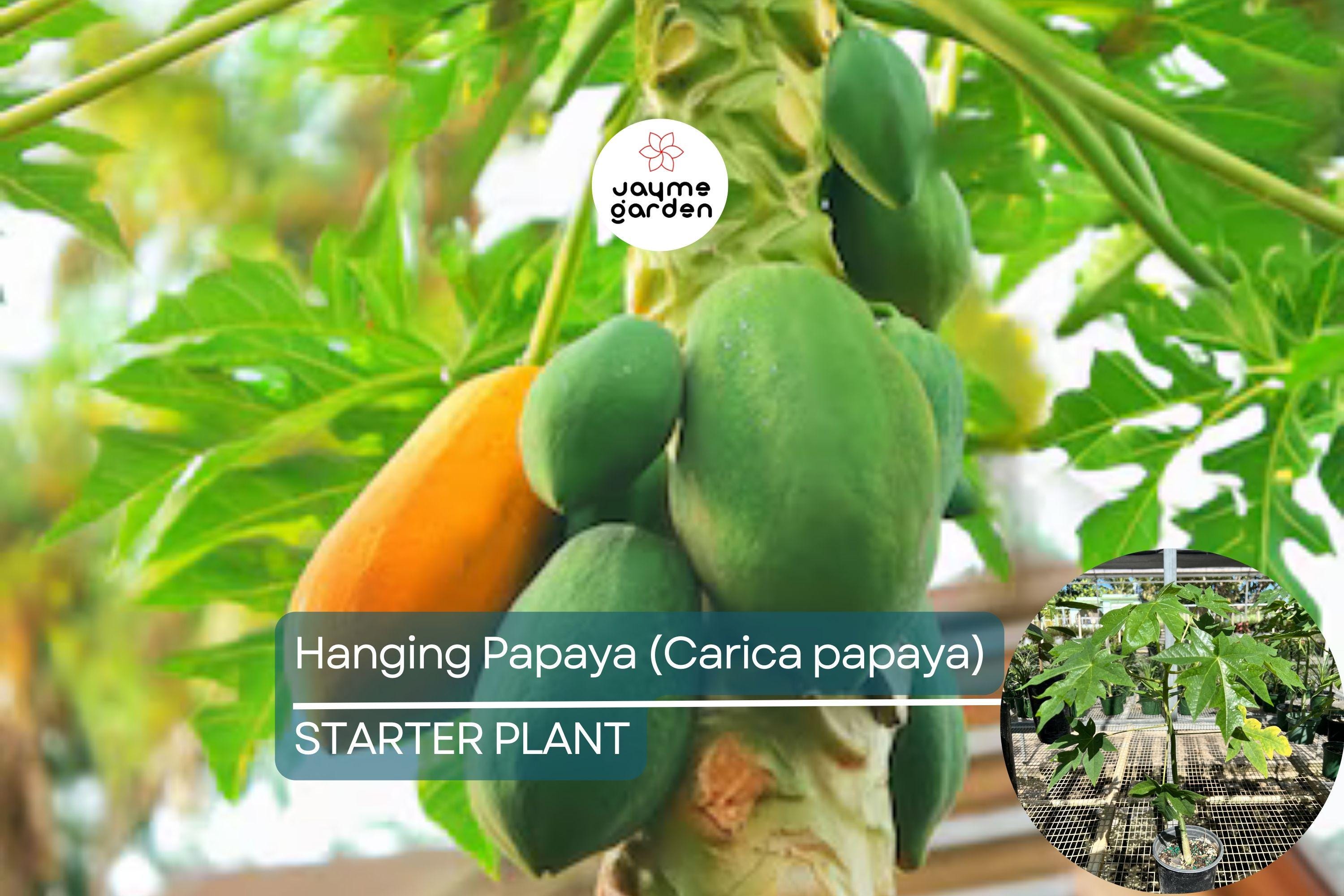 1 Hanging Papaya Tree (Carica papaya) Live Tropical Fruit Plant 1’-2’ | Sweet, Refreshing Papayas | Easy to Grow Starter Plant