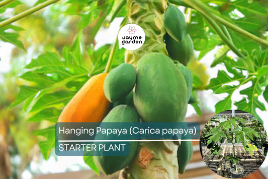 1 Hanging Papaya Tree (Carica papaya) Live Tropical Fruit Plant 1’-2’ | Sweet, Refreshing Papayas | Easy to Grow Starter Plant