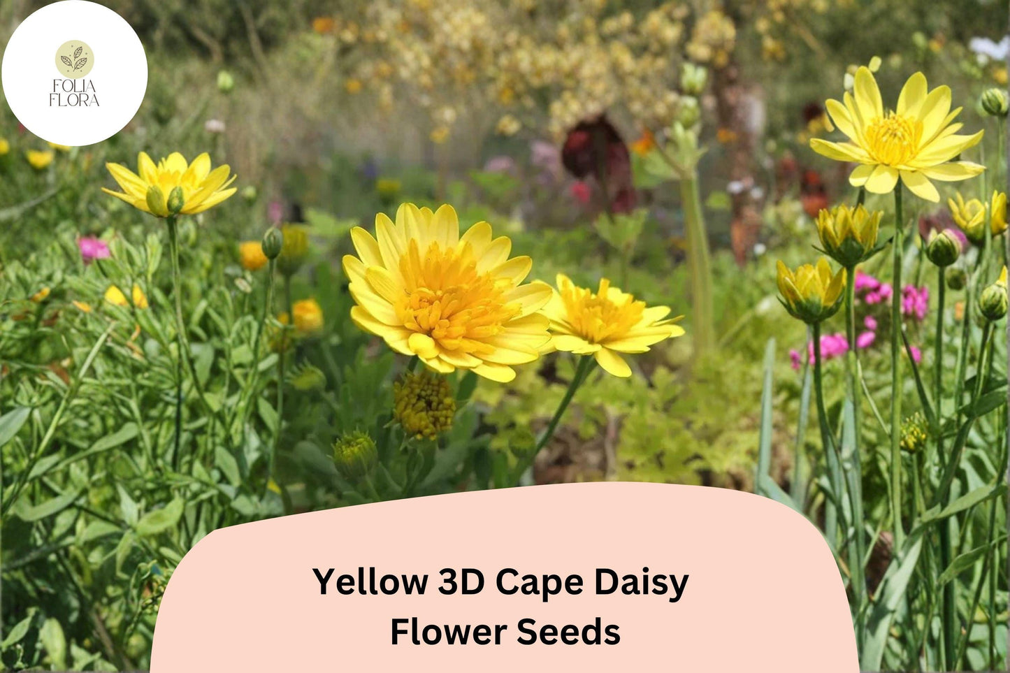 50+ Yellow 3D Cape Daisy Seeds | Osteospermum ecklonis | Golden Bloom | Easy-Grow Garden Flower Seeds