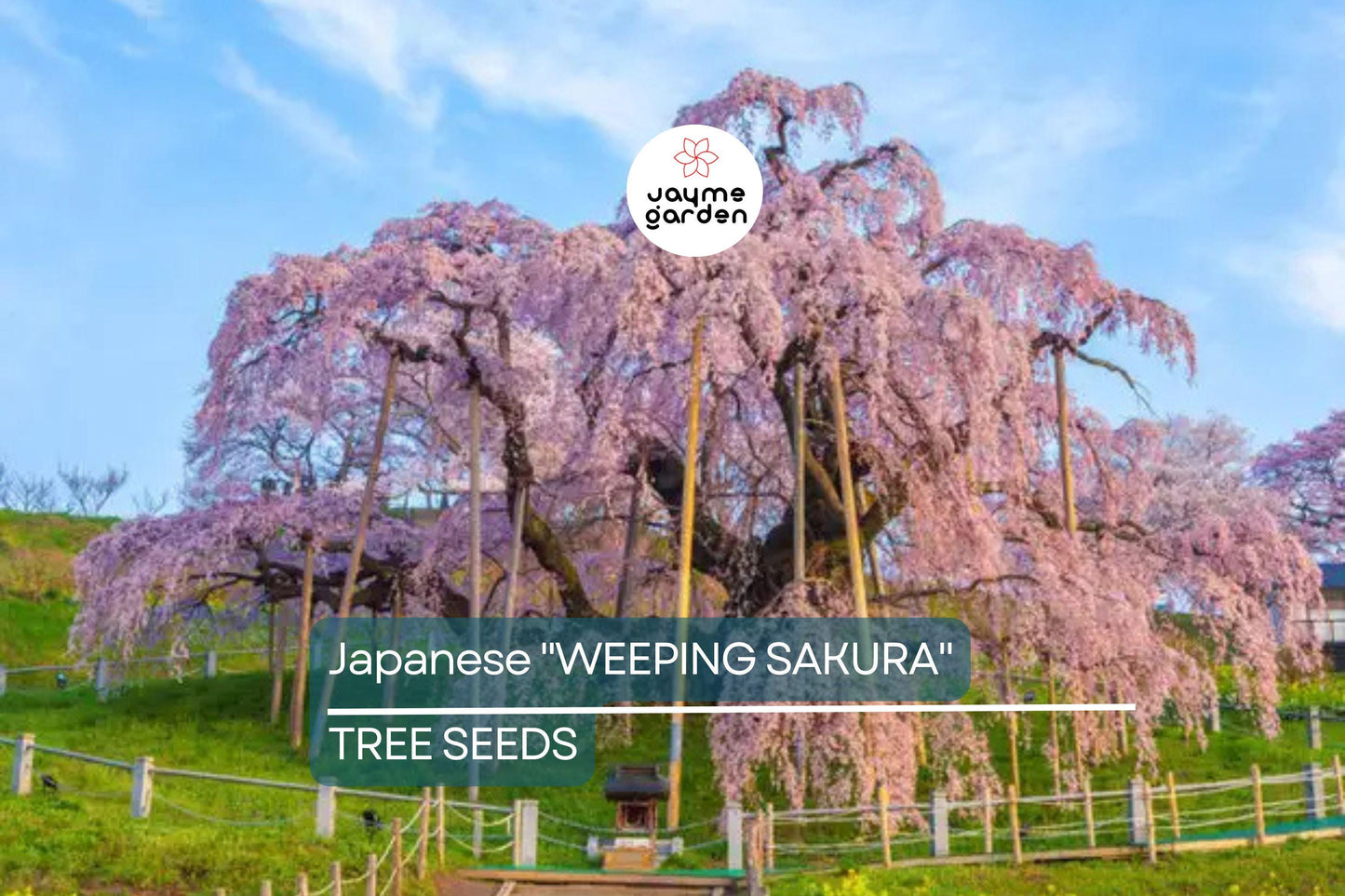 5 Seeds Japanese "Weeping Sakura" Cherry Blossom Tree (Prunus pendula) – Fast Growing, Cold Hardy, Spring Blooms