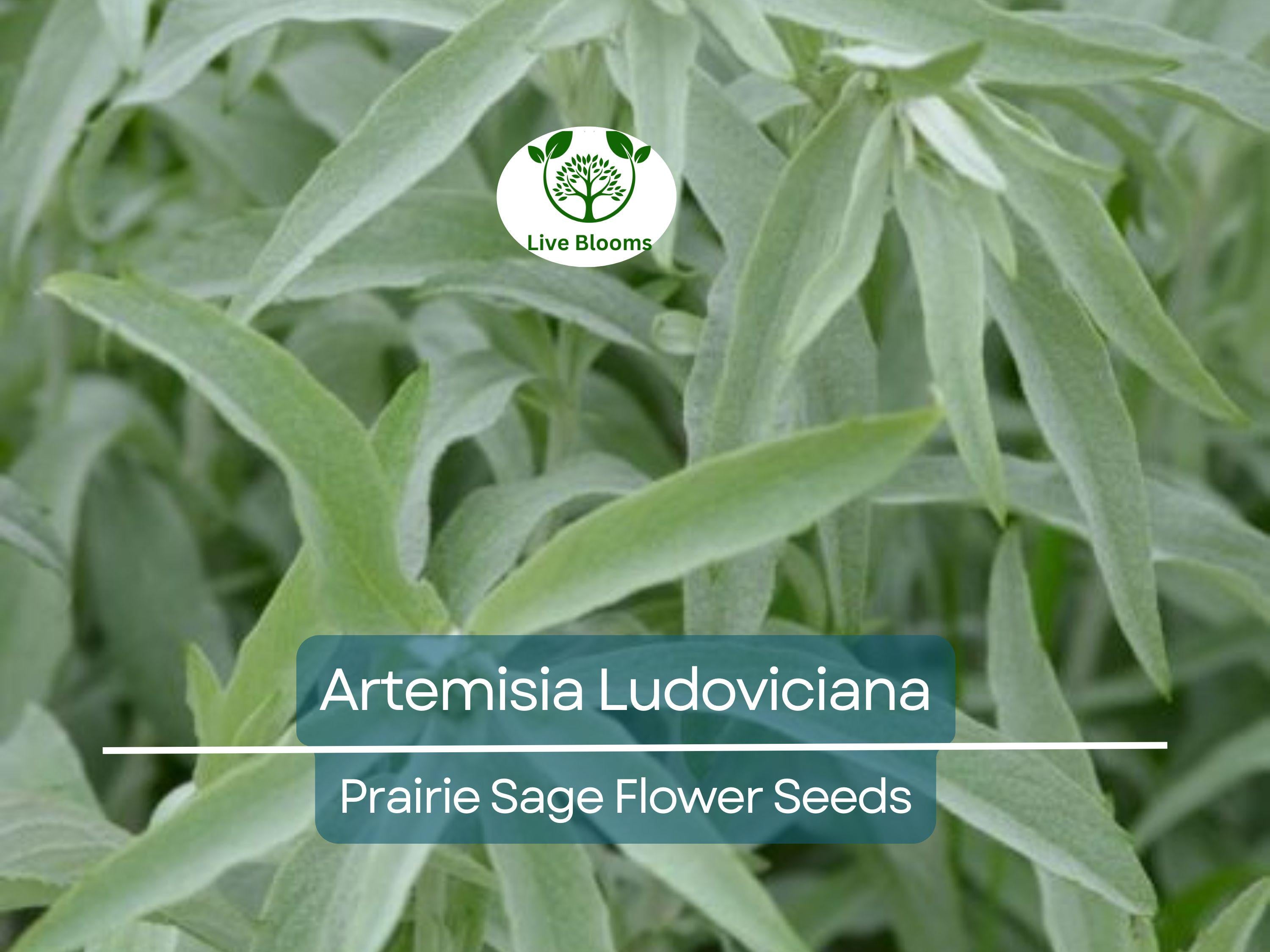 30 mg Seeds Artemisia Ludoviciana (Prairie Sage) for Planting - Herb, Drought-Tolerant, Fragrant Perennial, Native Plant for Garden
