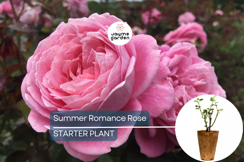 Summer Romance Rose - 1.5 Gal | Fragrant Pink Floribunda | Own-Root | Rebloomer | Apple & Licorice Scent | Hardy Zones 5-10