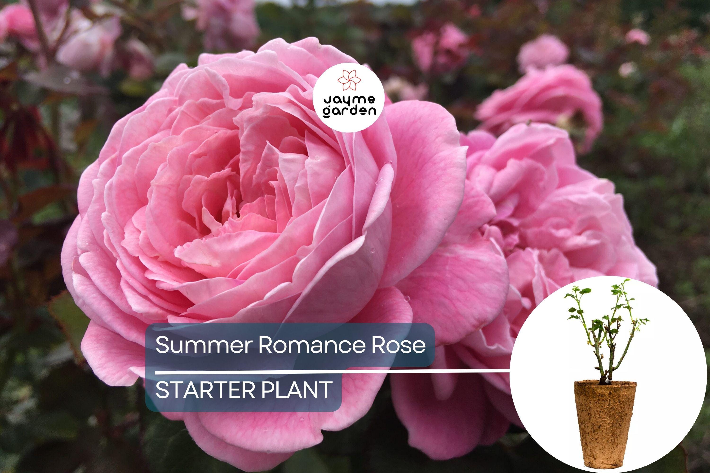 Summer Romance Rose - 1.5 Gal | Fragrant Pink Floribunda | Own-Root | Rebloomer | Apple & Licorice Scent | Hardy Zones 5-10