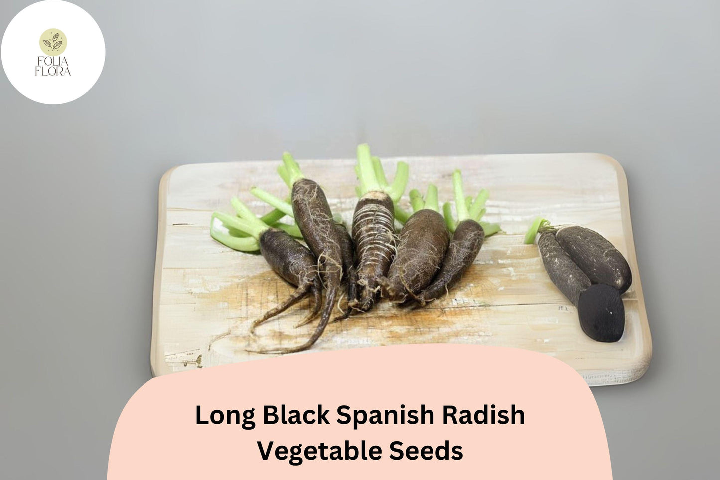 500+ Long Black Spanish Radish Seeds – Heirloom Winter Radish for Garden Planting