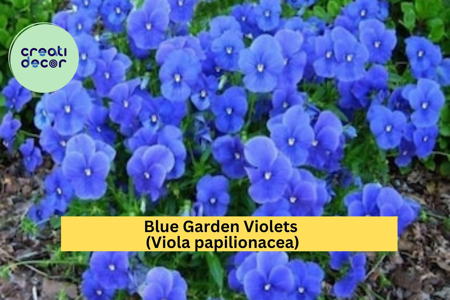 Blue Garden Violet 5 Bare Roots – Viola papilionacea – Hardy Perennial Wildflower with Blue-Purple Blooms for Borders & Groundcover