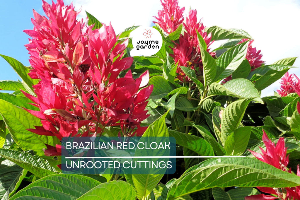 Brazilian Red Cloak 7 Fresh Cuttings – Easy to Root Exotic Shrub